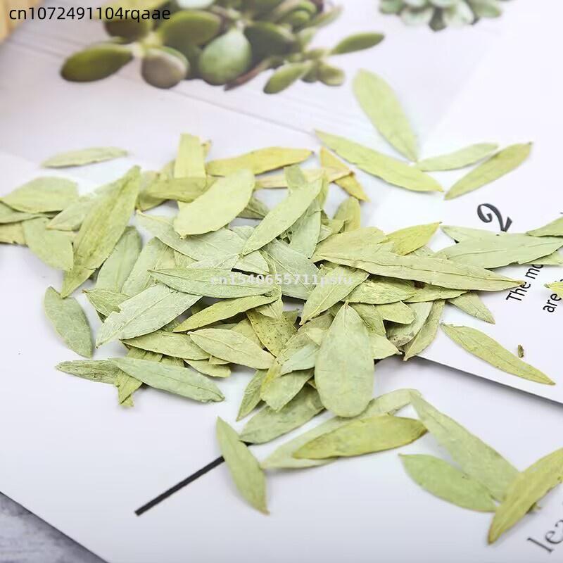ใบมะขามแขกออร์แกนิกพรีเมียมและ - Dried Herbs บทวิจารณ์และราคา